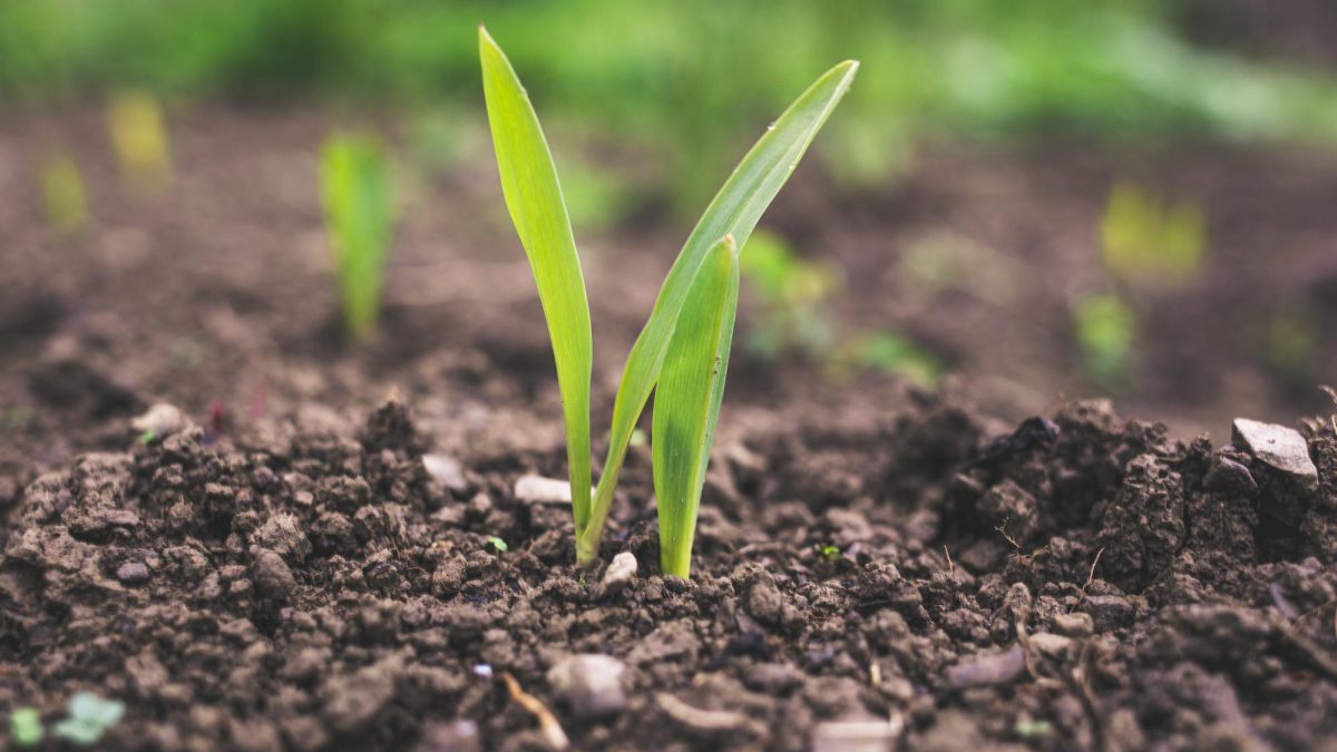 Biochar in Agriculture